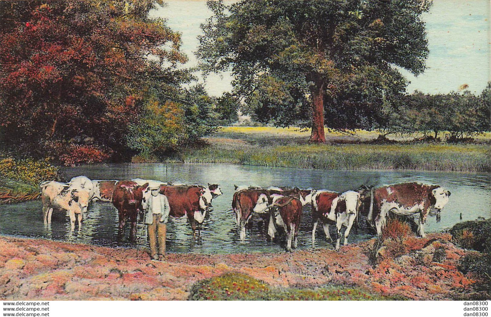 CARTE SANS LEGENDE UN TROUPEAU DE VACHES A LA RIVIERE - Allevamenti