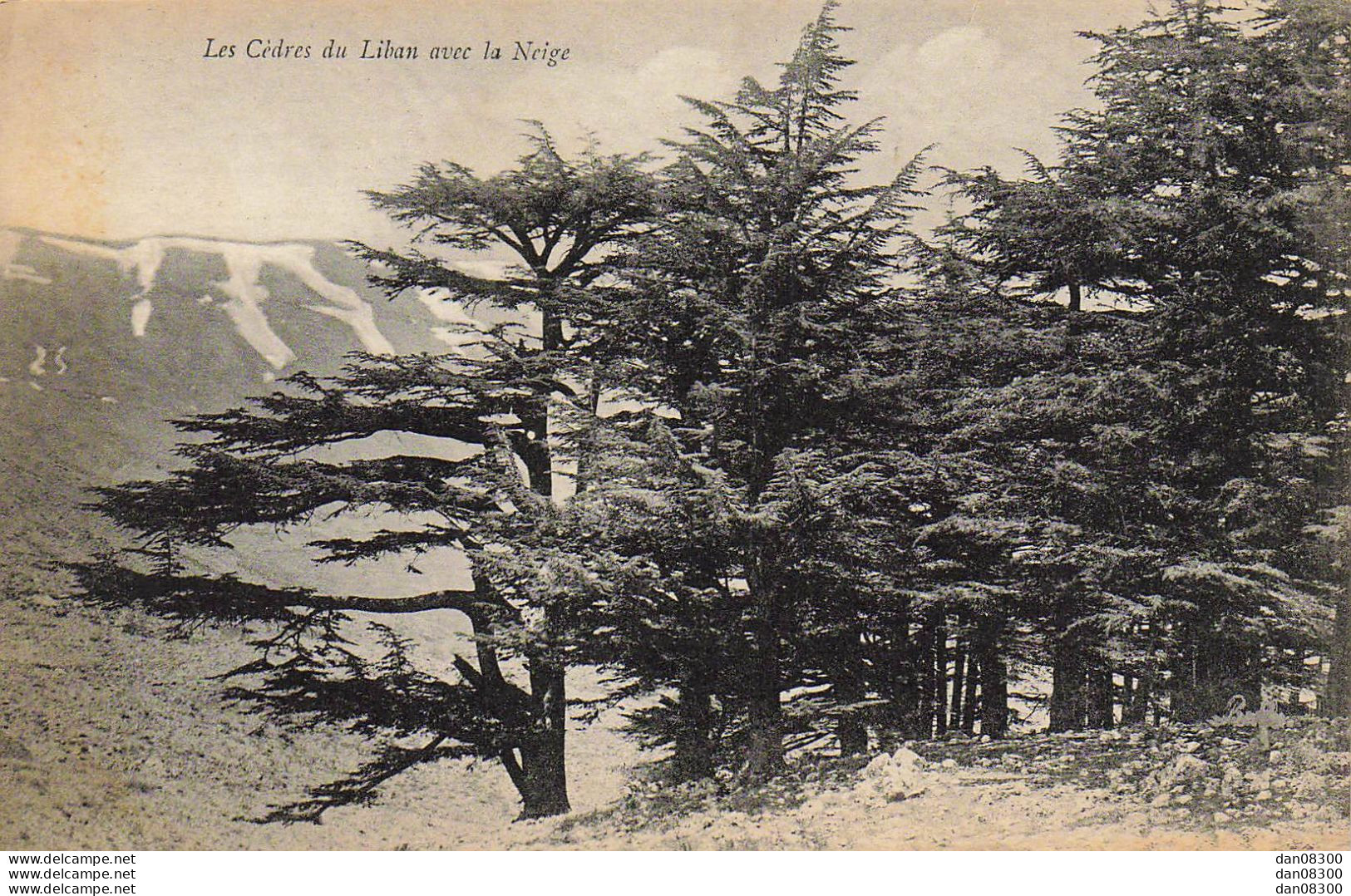 LES CEDRES DU LIBAN AVEC LA NEIGE - Libanon