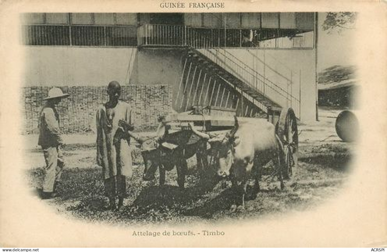CONAKRY  GUINEE FRANCAISE ATTELAGE DE BOEUFS TIMBO PRECURSEUR 20   (scan Recto-verso)MA2114Bis - French Guinea