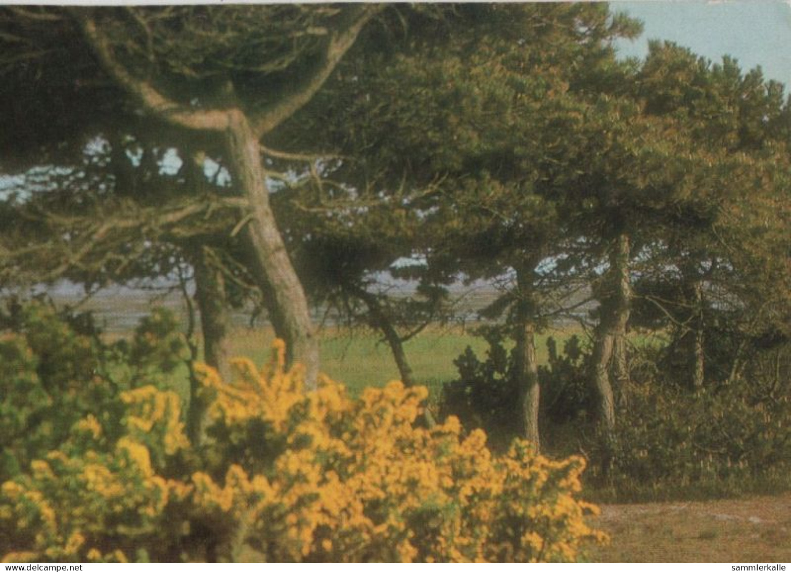 107330 - Sylt - Ginsterblüte Bei Der Vogelkoje - Sylt