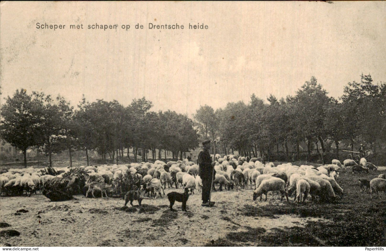 Drente - Heide - Schapen Scheper - Other & Unclassified