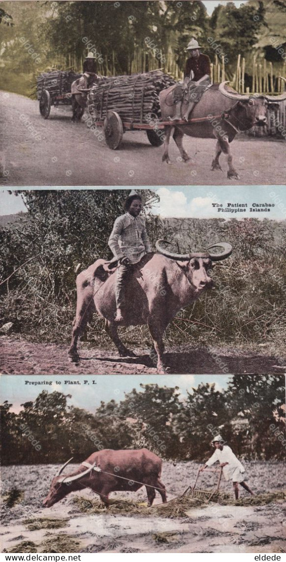 3 Cards Carabao Buffalo Wood Transport, Riding And Rice Ploughing - Filipinas