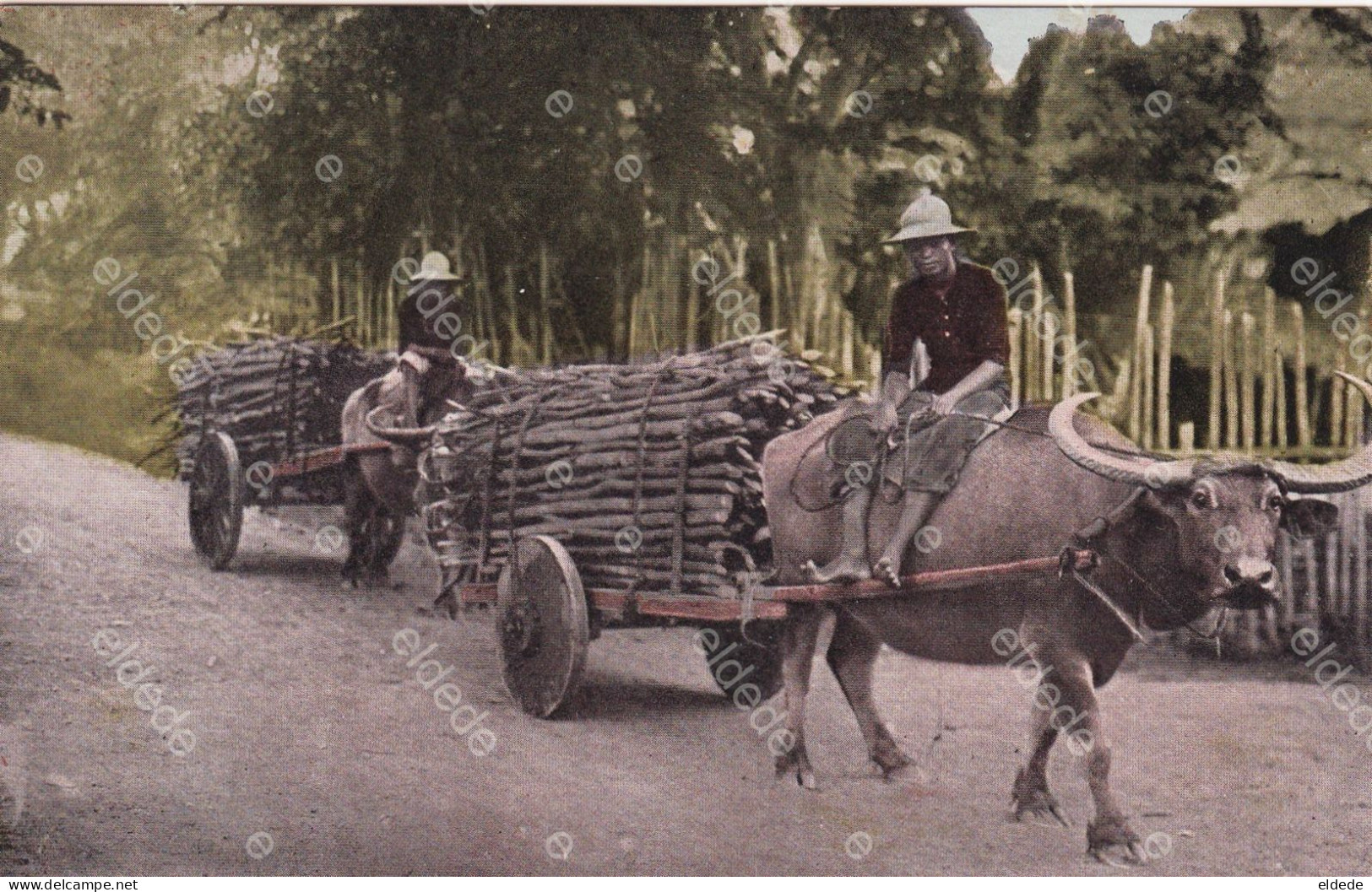 3 Cards Carabao Buffalo Wood Transport, Riding And Rice Ploughing - Philippines