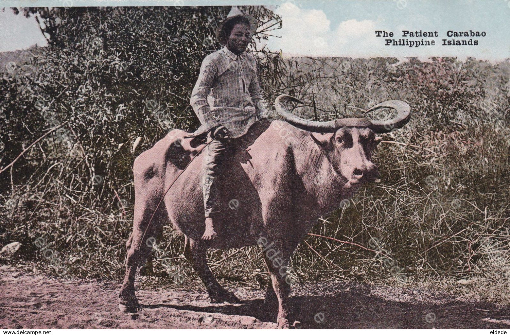 3 Cards Carabao Buffalo Wood Transport, Riding And Rice Ploughing - Philippinen