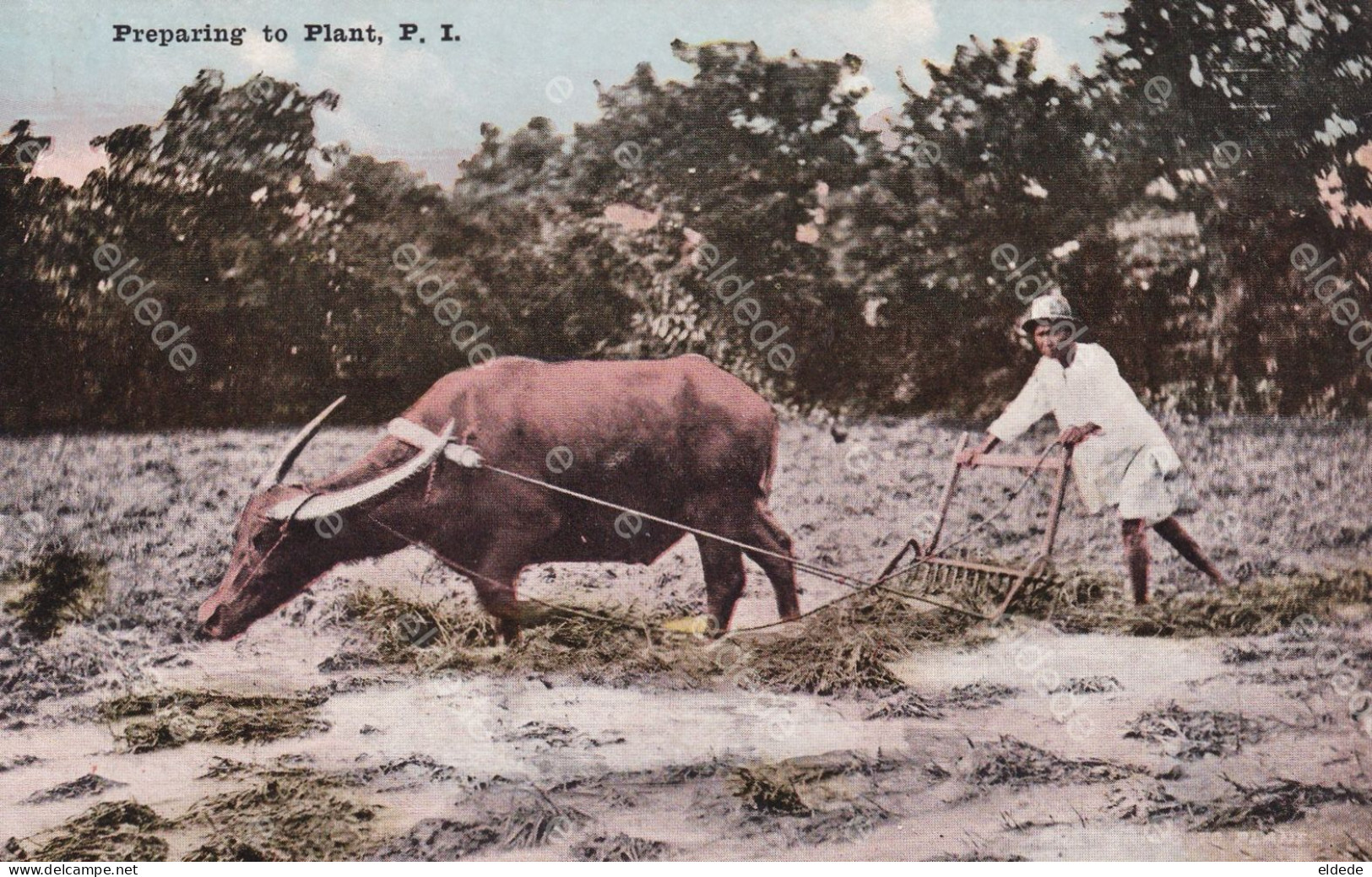 3 Cards Carabao Buffalo Wood Transport, Riding And Rice Ploughing - Philippines