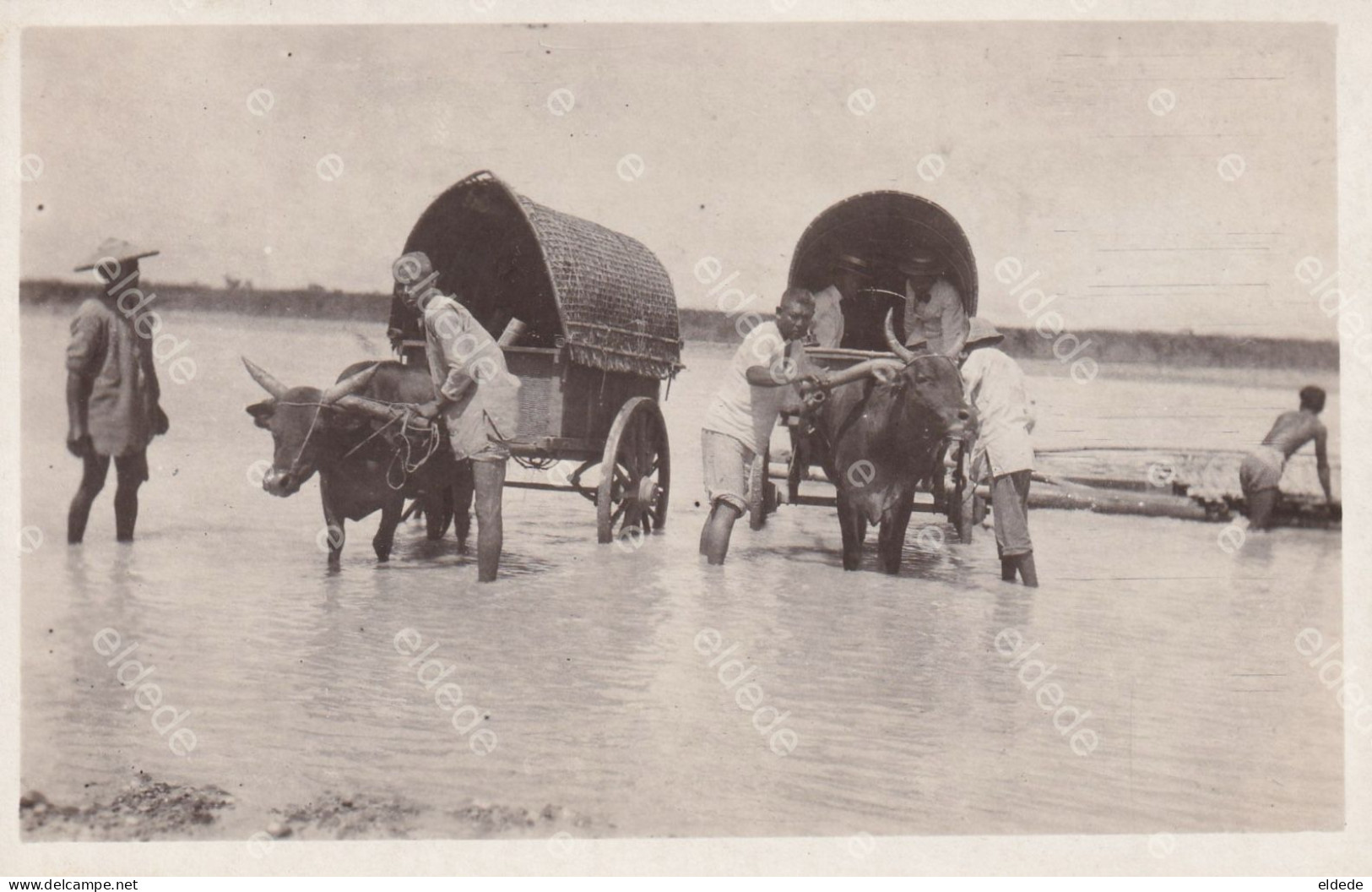 Real Photo Carabao Buffalo Carts Crossing A River - Filipinas