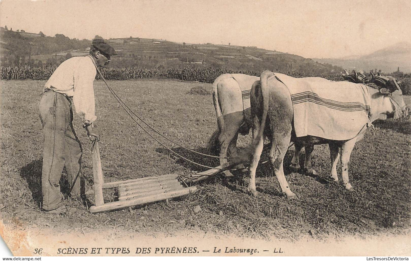 ALGERIE - Scènes Et Types Des Pyrénées - Le Labourage - L L - Un Homme - Des Bœufs - Carte Postale Ancienne - Scènes & Types