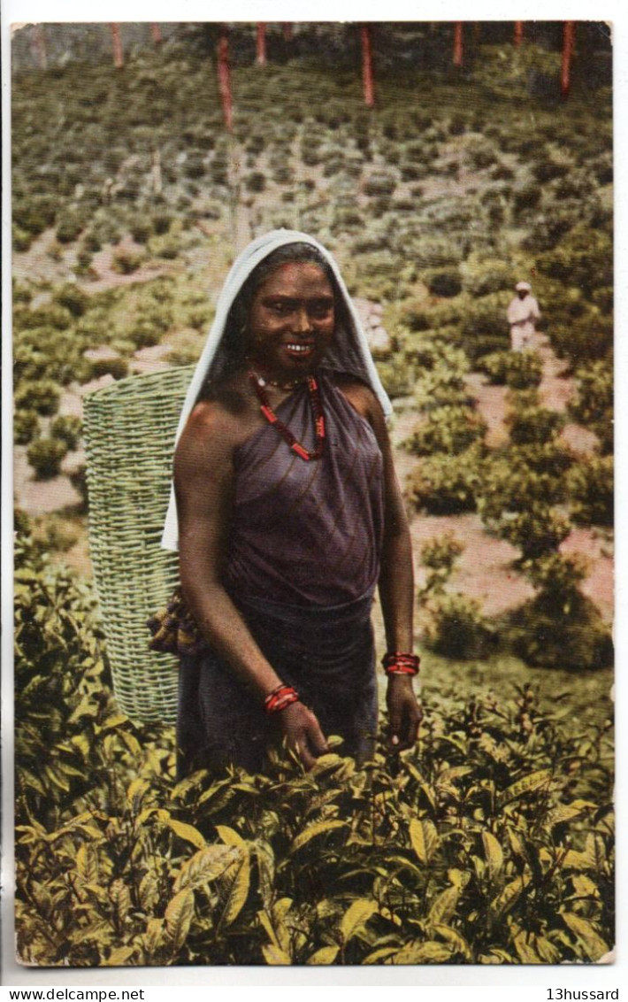 Carte Postale Ancienne Ceylan - The Plucking - Sri Lanka (Ceylon)