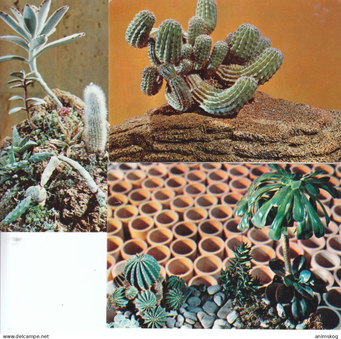 UdSSR, 3 Bildpostkarten, Kakteen, Ungebraucht / USSR, 3 Picture Postcards, Cactus, Unused - Cactusses