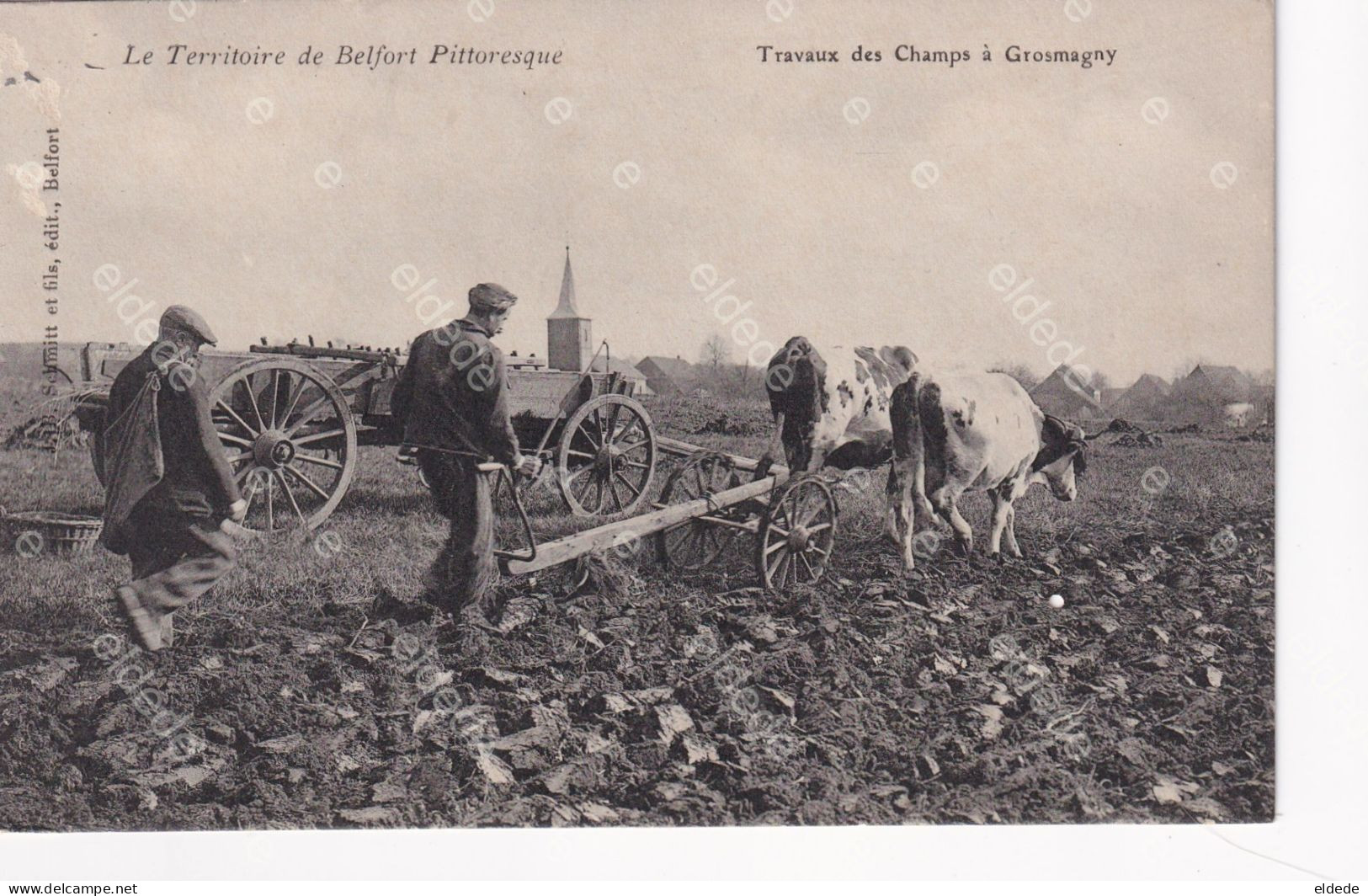 Travaux Champs Grosmagny Labour Avec Boeufs Ploughing With Oxes - Landwirtschaftl. Anbau