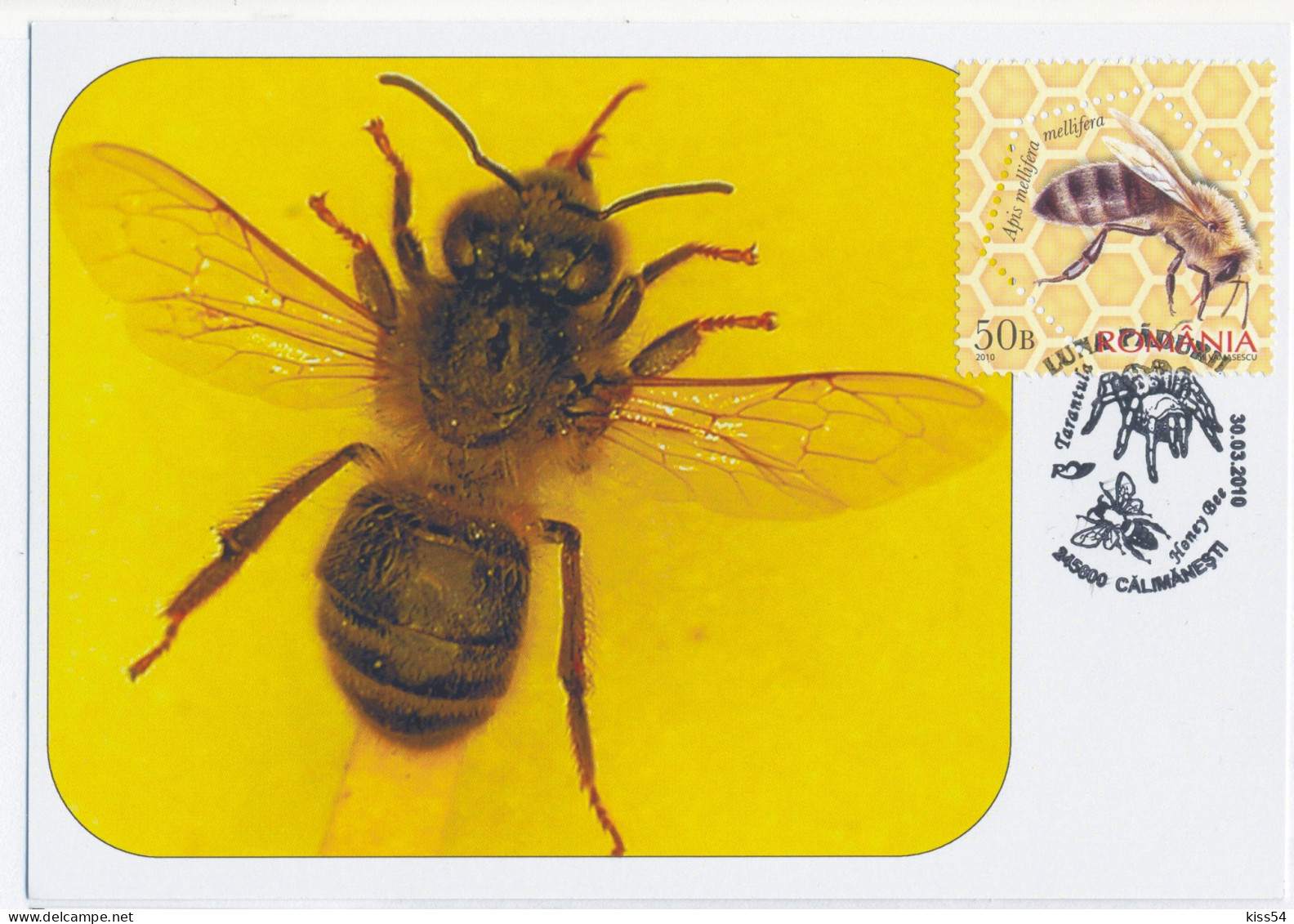 MAX 43 - 208 HONEY BEE, Romania - Maximum Card - 2010 - Bienen