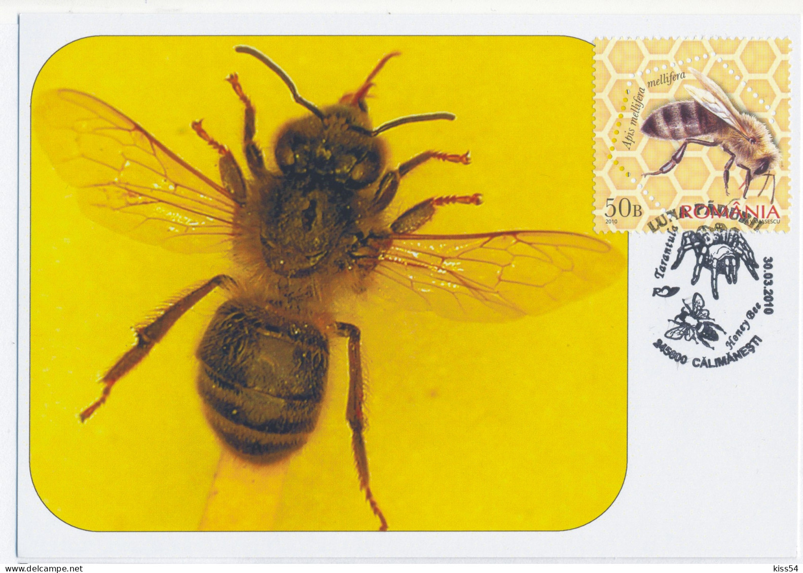 MAX 43 - 208 HONEY BEE, Romania - Maximum Card - 2010 - Honeybees