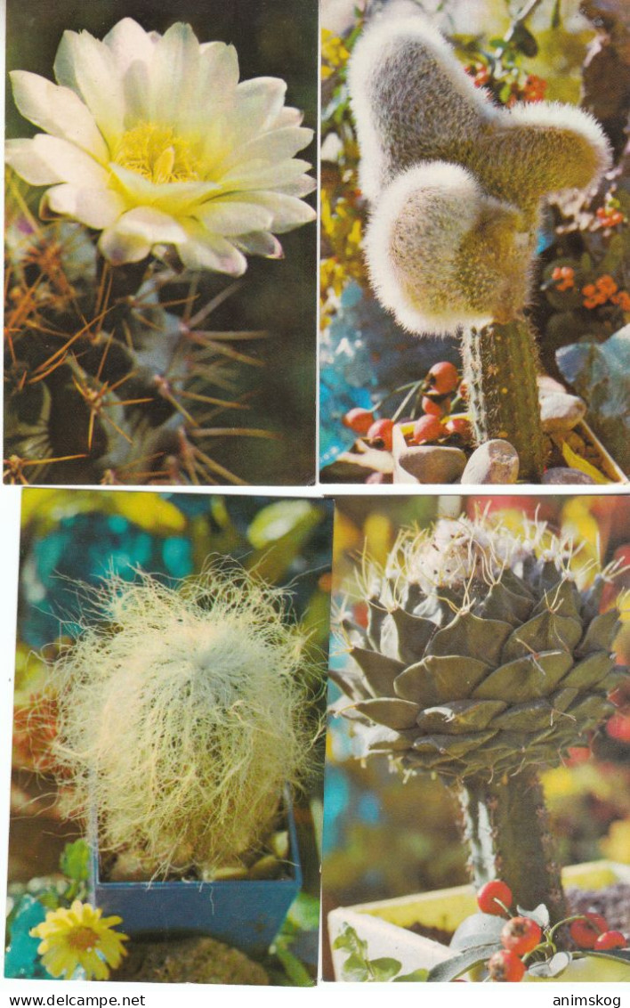 UdSSR, 13 Bildpostkarten, Neu,  Kaktus / USSR, 13 Picture Postcards, New, Cactus - Cactussen