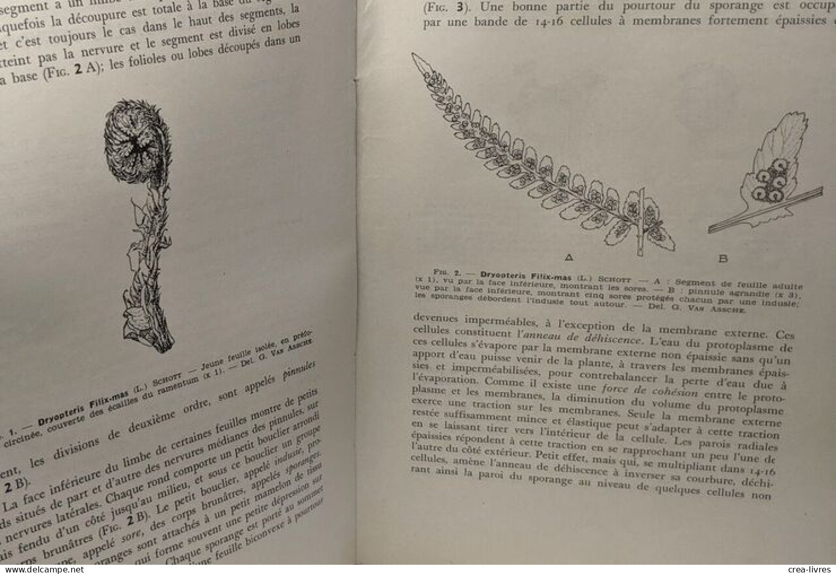 Ptéridophytes / Flore Générale De Belgique - Unclassified