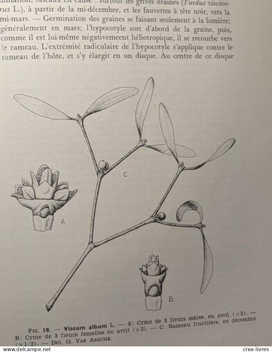 Spermatophytes / Flore Générale De Belgique - Volumes 1 Fasicules 1 à 3 - édités Ente 1952 Et 1954 - Unclassified