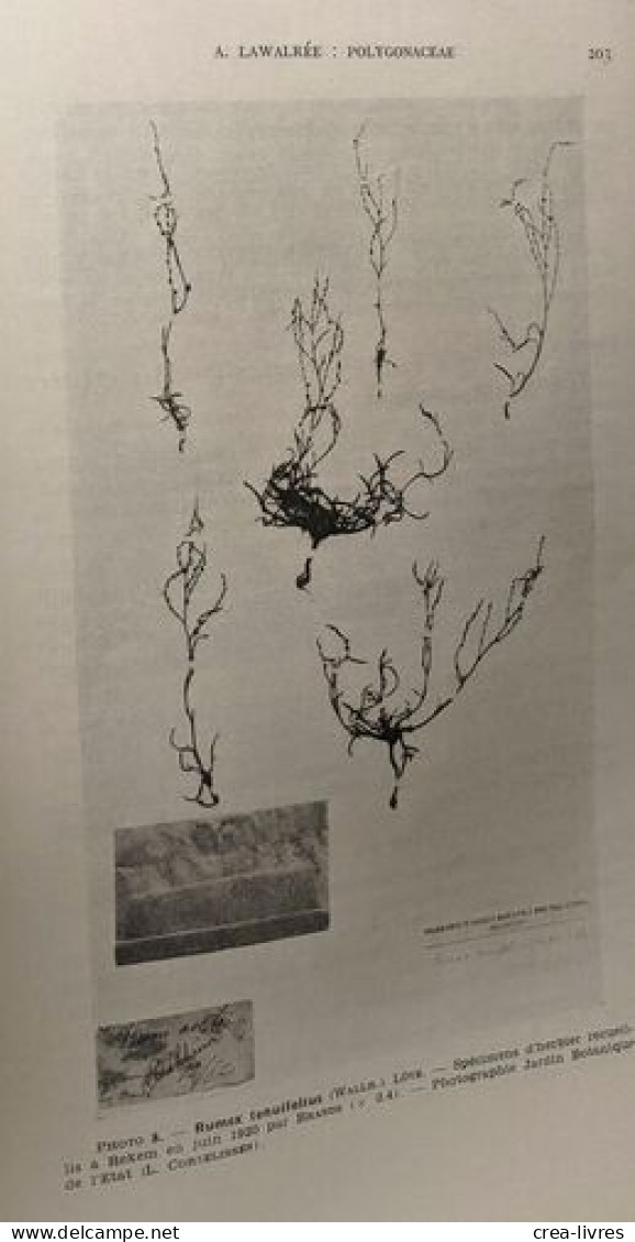 Spermatophytes / Flore Générale De Belgique - Volumes 1 Fasicules 1 à 3 - édités Ente 1952 Et 1954 - Non Classés