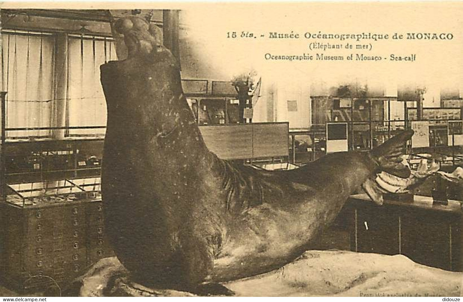Pays - Monaco - Musée Océanographique - Eléphant De Mer - CPA - Carte Neuve - Voir Scans Recto-Verso - Museo Oceanografico
