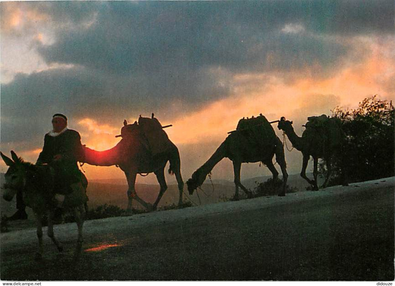 Israel - Caravane De Chameaux à L'aube - Camels Caraven At Sunrise  - CPM - Carte Neuve - Voir Scans Recto-Verso - Israel