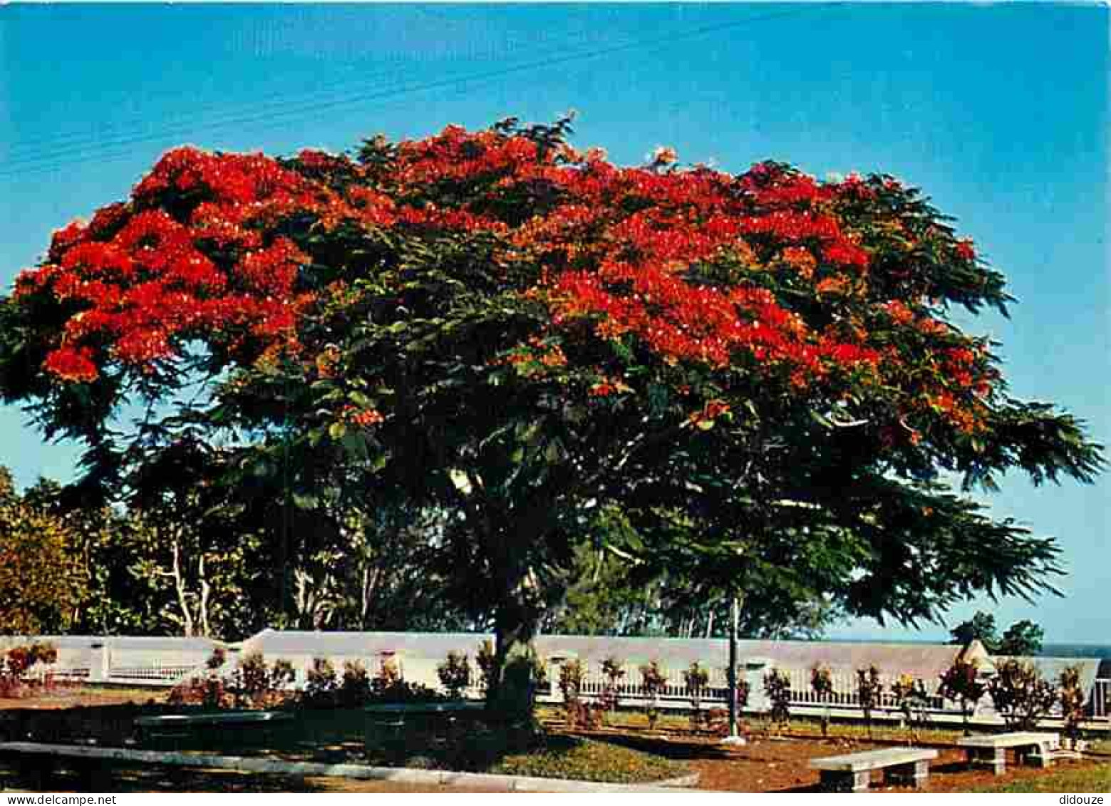 Antilles - Flamboyant - CPM - Voir Scans Recto-Verso - Autres & Non Classés