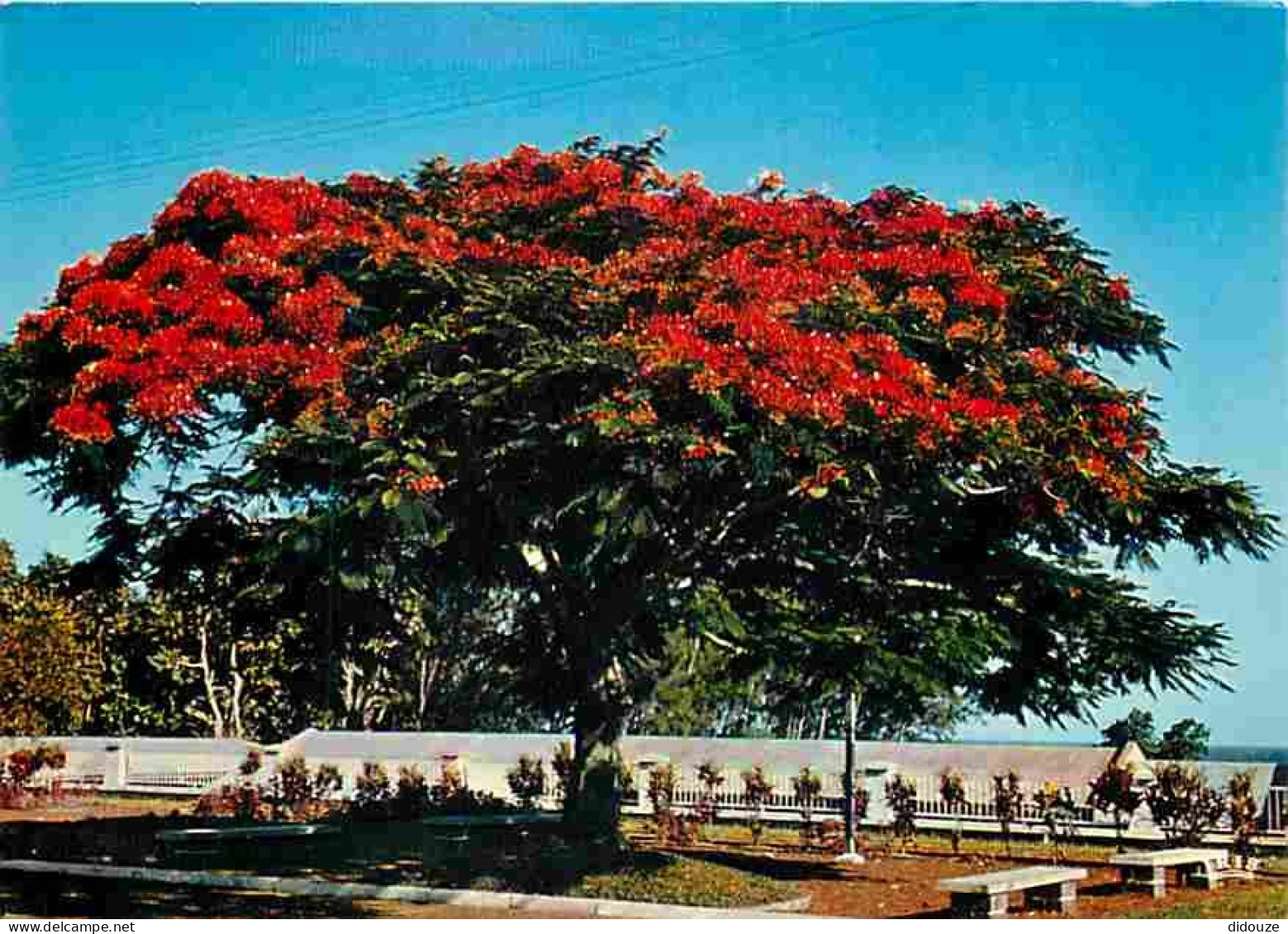 Antilles - Flamboyant - CPM - Voir Scans Recto-Verso - Sonstige & Ohne Zuordnung