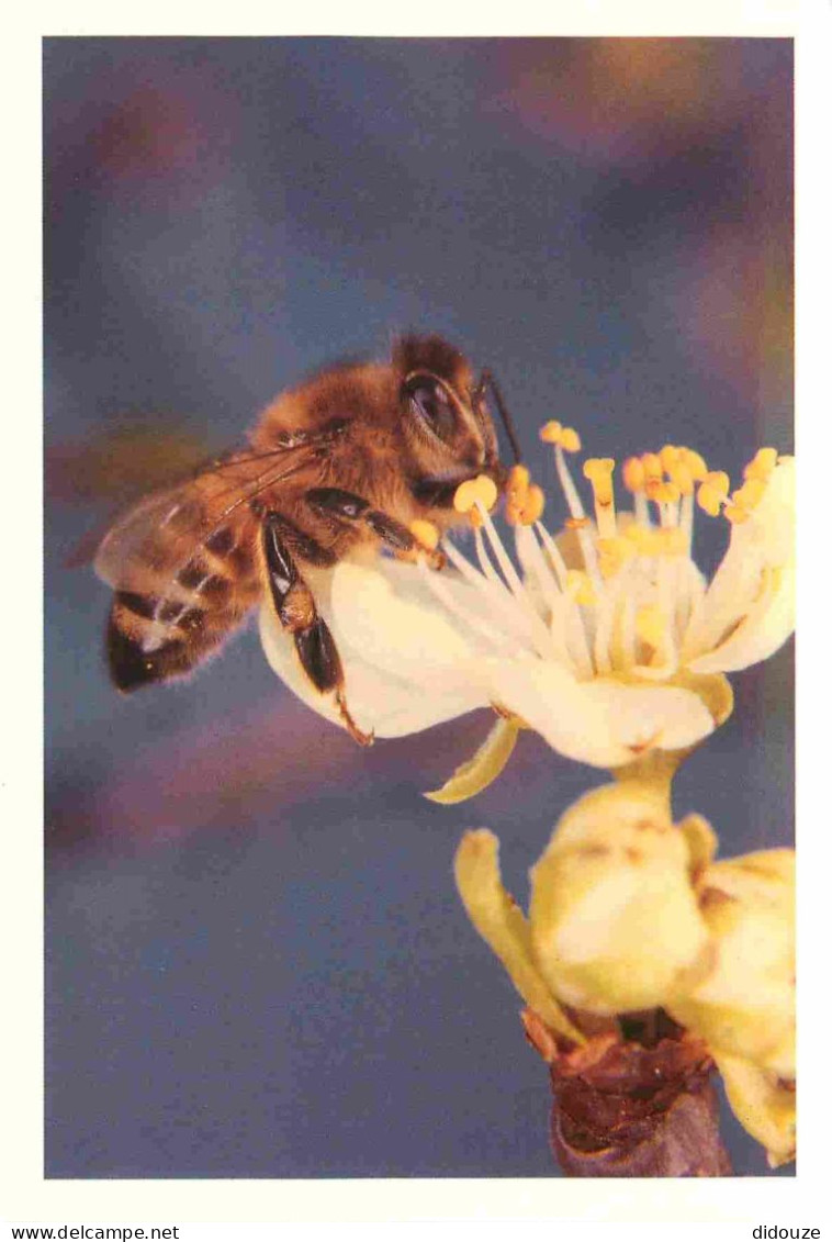 Animaux - Insectes - Abeilles - Domaine Apicole De Chezelles - Enivrant Ce Prunier Qui Offre Au Printemps Ses Premières  - Insetti