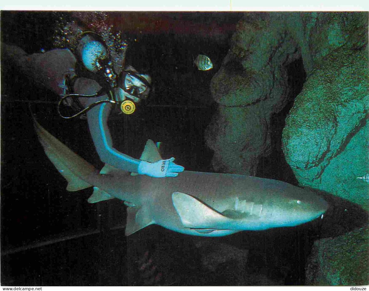 Animaux - Poissons - Aquarium De La Guadeloupe - Requin Nourrice Avec Plongeur - CPM - Voir Scans Recto-Verso - Vissen & Schaaldieren