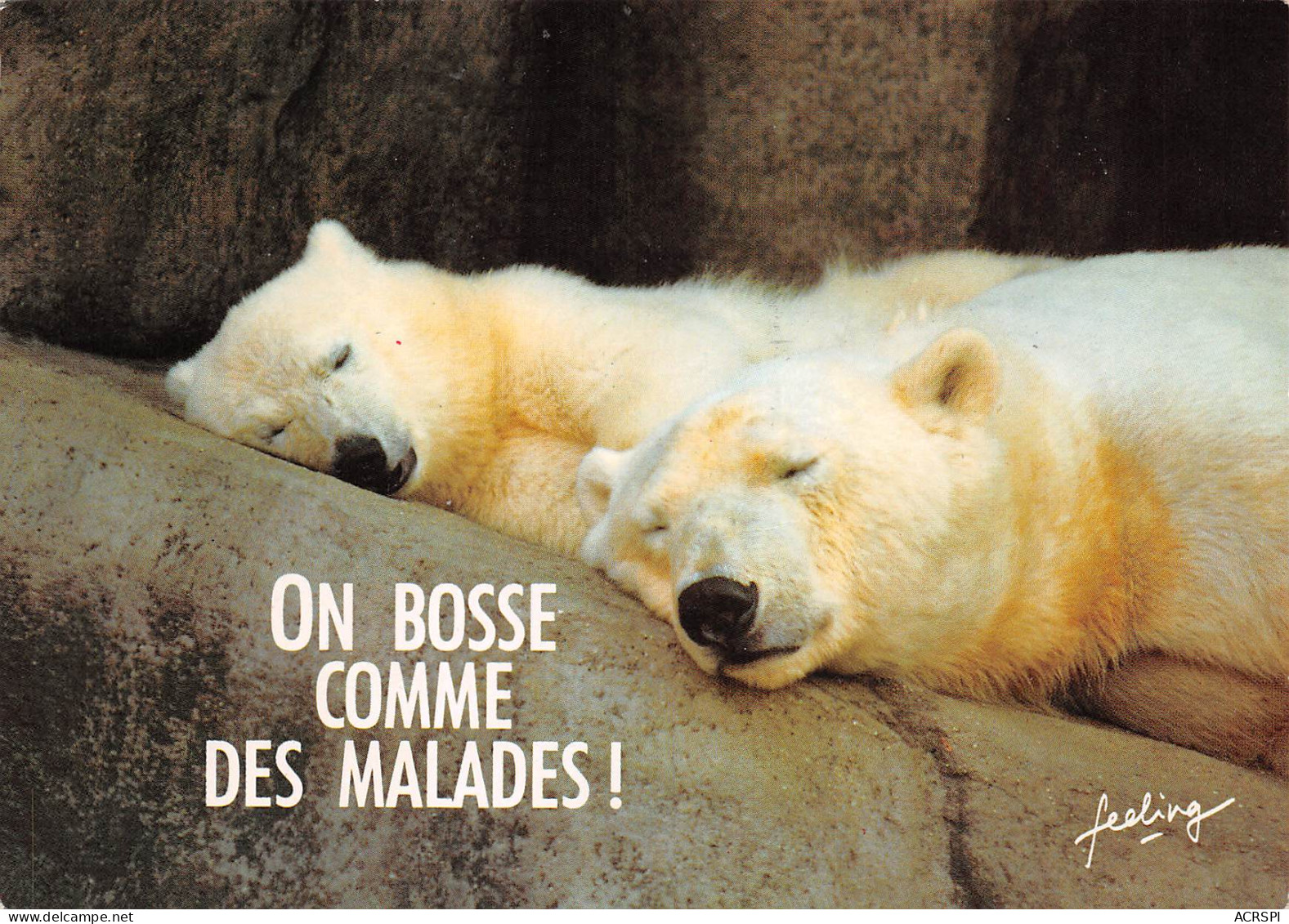 HUMOUR   OURS BLANCS  On Bosse Comme Des Malades  36 MA2299Bis - Humor