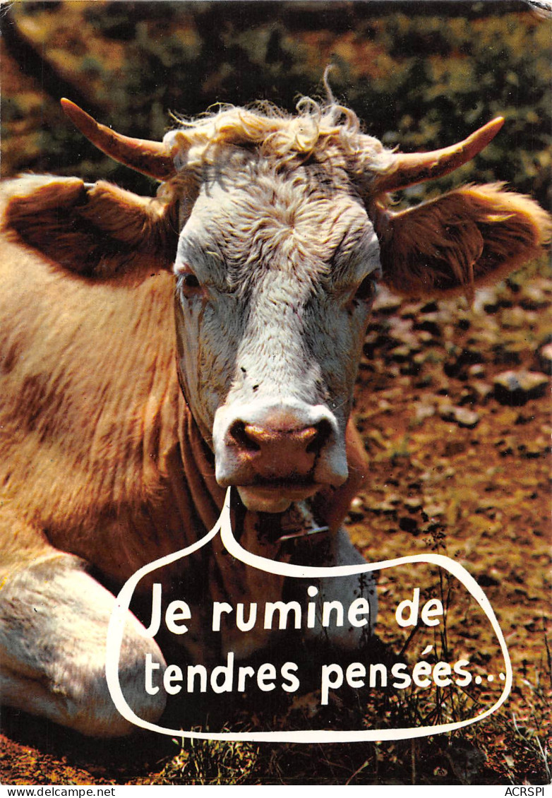 HUMOUR   Vache Qui Rumine De Tendres Pensées   41 MA2299Bis - Humor