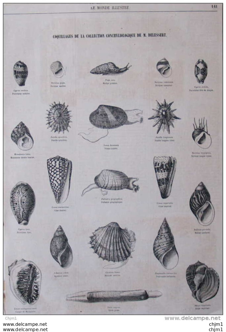 Coquillages De La Collection Conchyliologique De M. Delessert - Page Original 1859 - Historical Documents