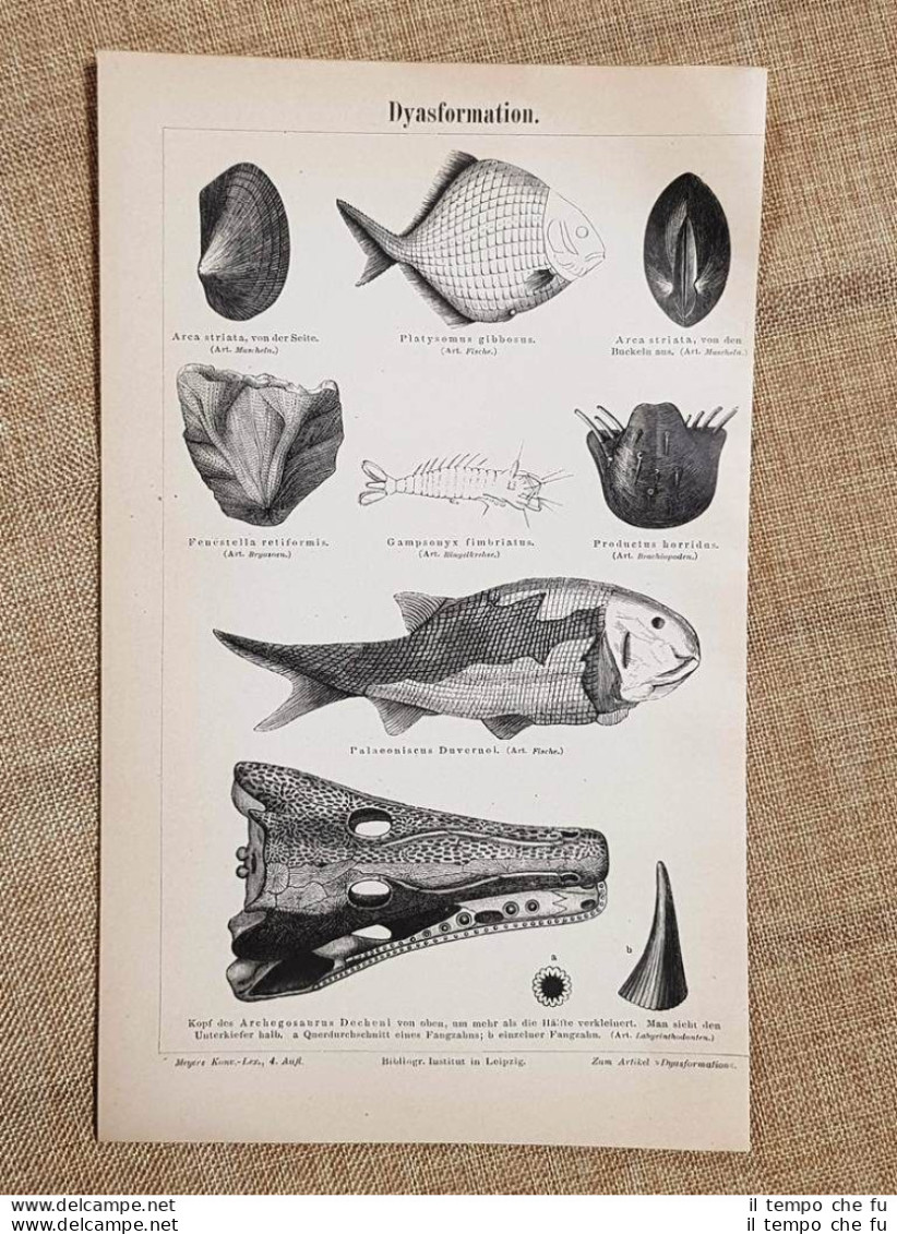 Deformazioni Di Pesci, Crostacei E Molluschi Tavola Del 1890 - Ante 1900