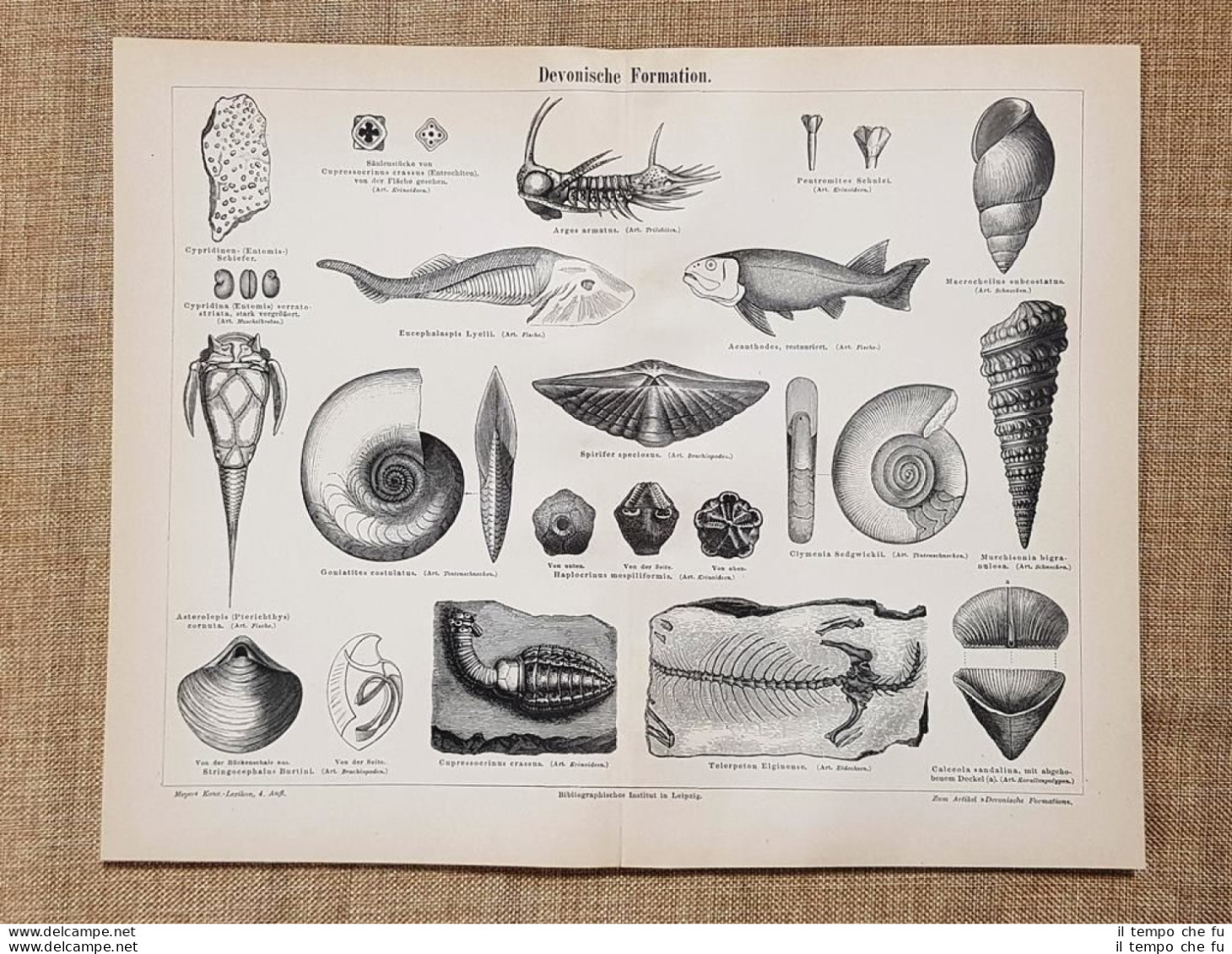 Formazioni Dell'era Devoniana O Periodo Devoniano Geologia Tavola Del 1890 - Ante 1900