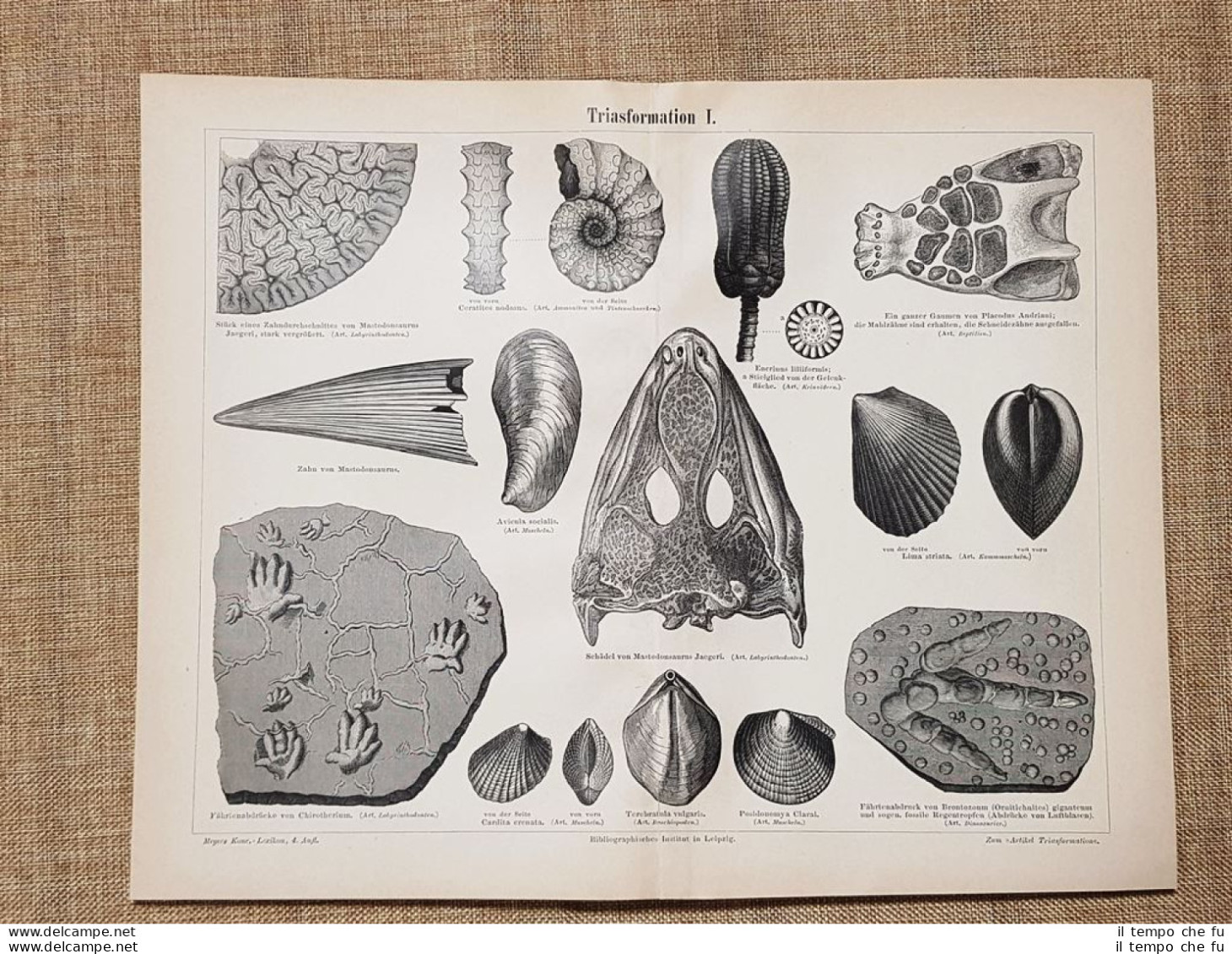 Formazioni Dell'era Triassica O Periodo Triassico (1) Geologia Tavola Del 1890 - Ante 1900