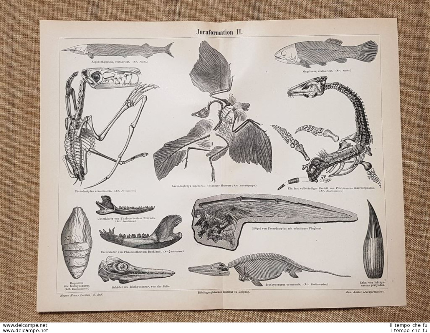 Formazioni Dell'era Giurassica O Periodo Giurassico (2) Geologia Tavola Del 1890 - Ante 1900