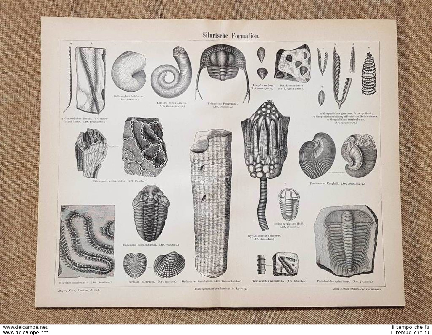 Formazioni Dell'era Siluriana O Periodo Silurico Geologia Tavola Del 1890 - Ante 1900