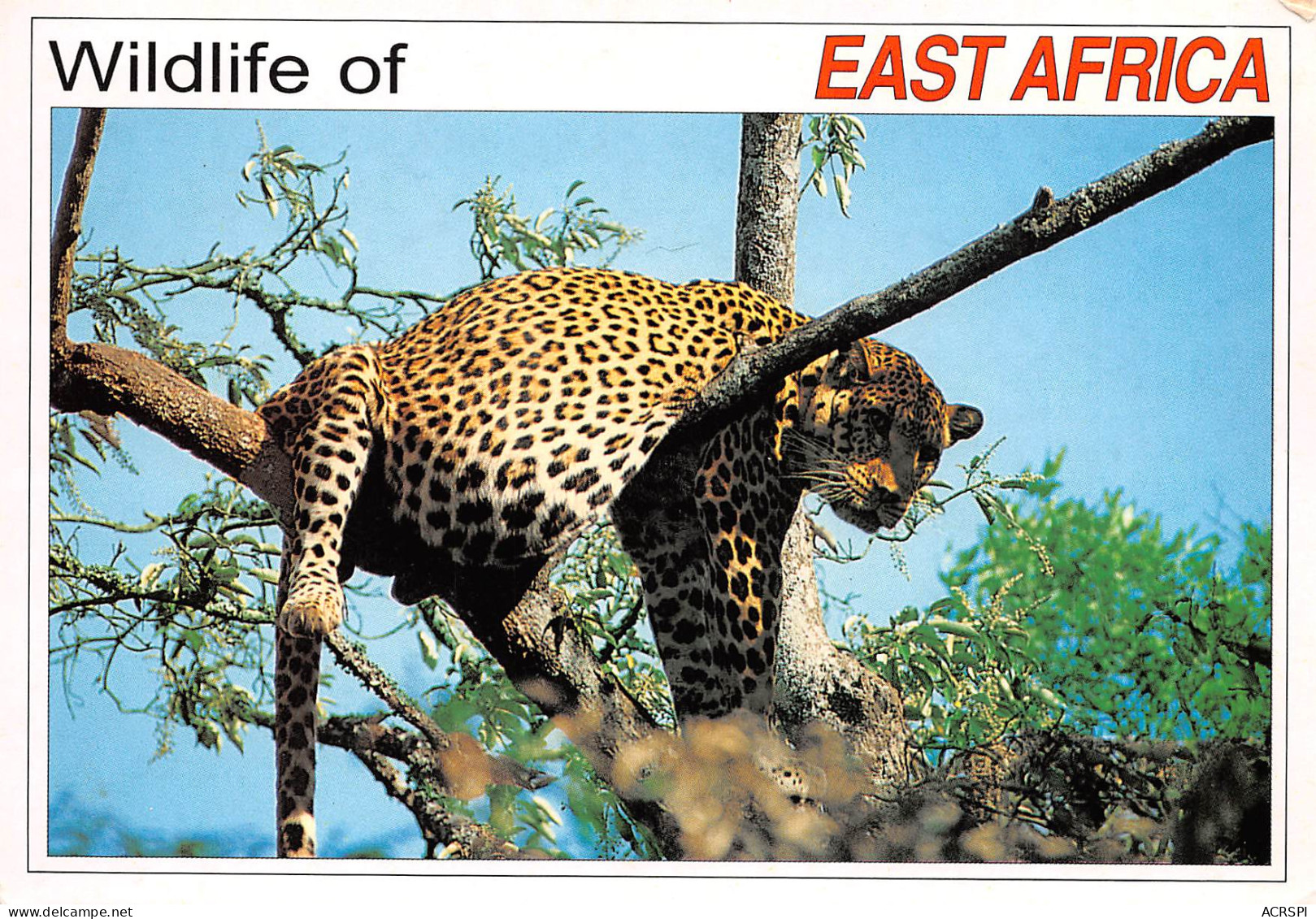 MOMBASA KENYA Leopard CHUI  5   (scan Recto-verso)MA2295Ter - Kenya