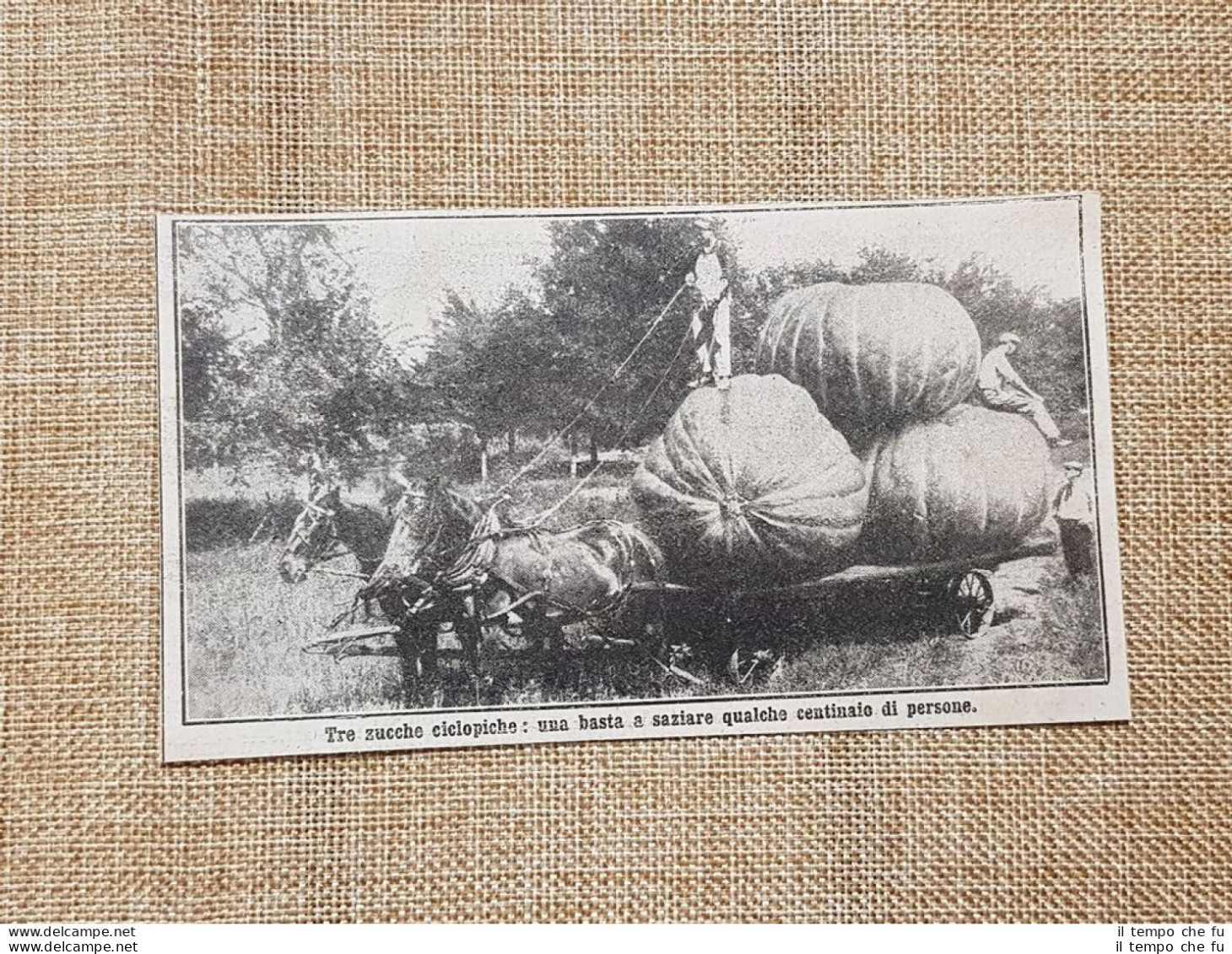 Il Miracoloso Terreno Di Winnipeg Nel 1914 Zucche Produzione Gigantesca Canada - Autres & Non Classés