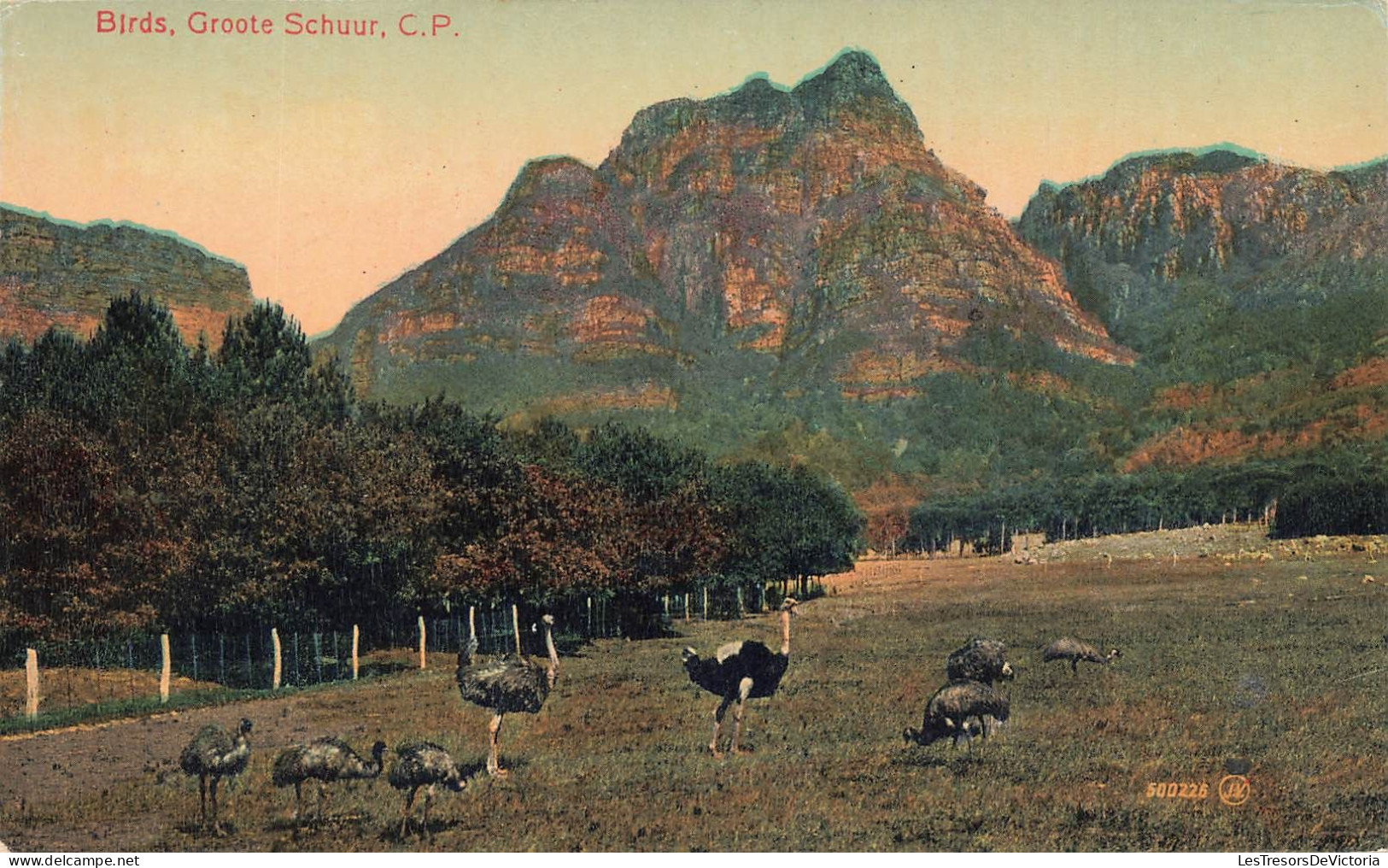 AFRIQUE DU SUD - Groote Schuur - Birds - Carte Postale Ancienne - South Africa