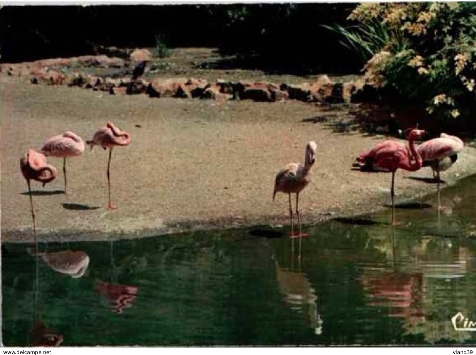 LYON. - Le Parc De La Tête D'Or, Les Flamants Roses - Lyon 7