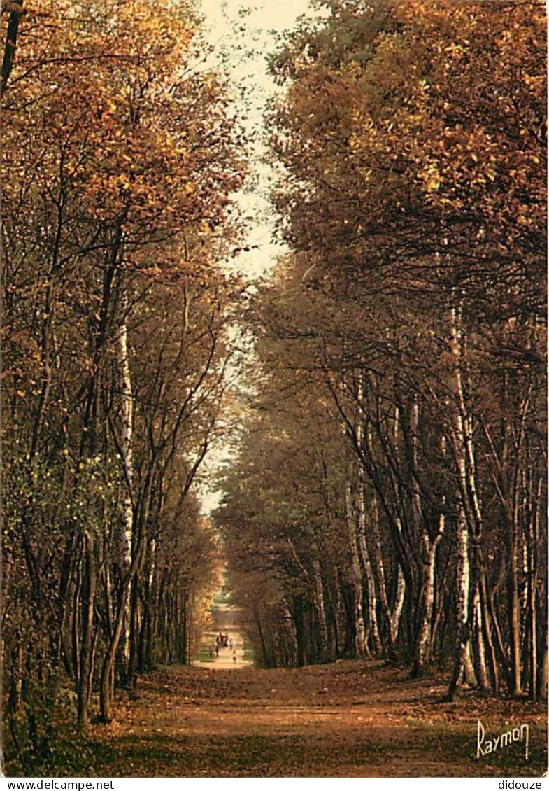 93 - Bondy - Promenade En Forêt De Bondy - CPM - Voir Scans Recto-Verso - Bondy