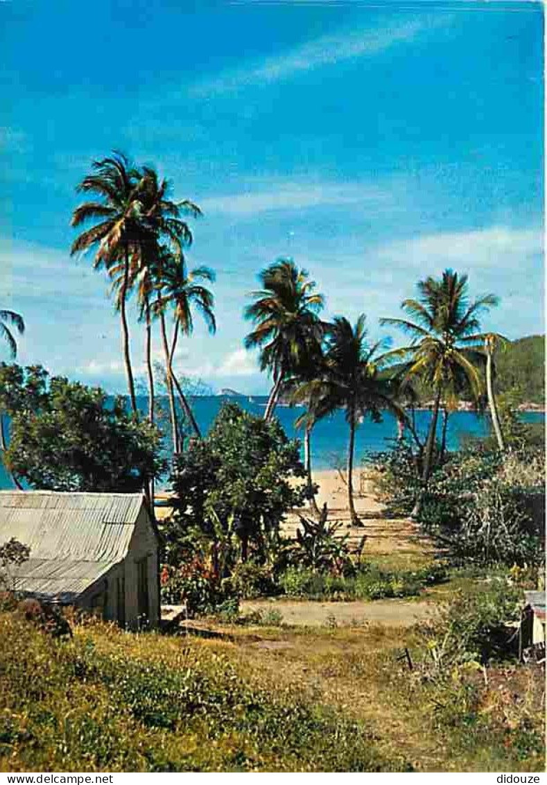 Antilles - Rivage Caraibe - CPM - Voir Scans Recto-Verso - Andere & Zonder Classificatie