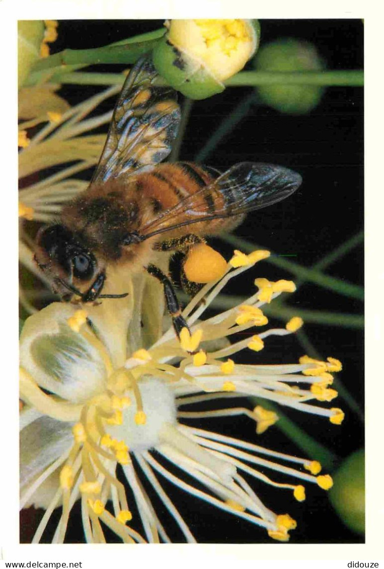 Animaux - Insectes - Abeilles - Domaine Apicole De Chezelles - Feu D'artifice Ou Fleur De Tilleul L'abeille Y Puise Avec - Insects