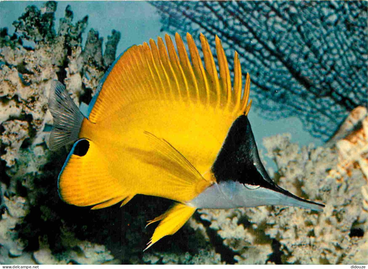 Animaux - Poissons - Aquarium Océanographique Et Tropical De Vannes - Forcipiger Flavissimus - Jordan Et Mc Gregor - Poi - Vissen & Schaaldieren