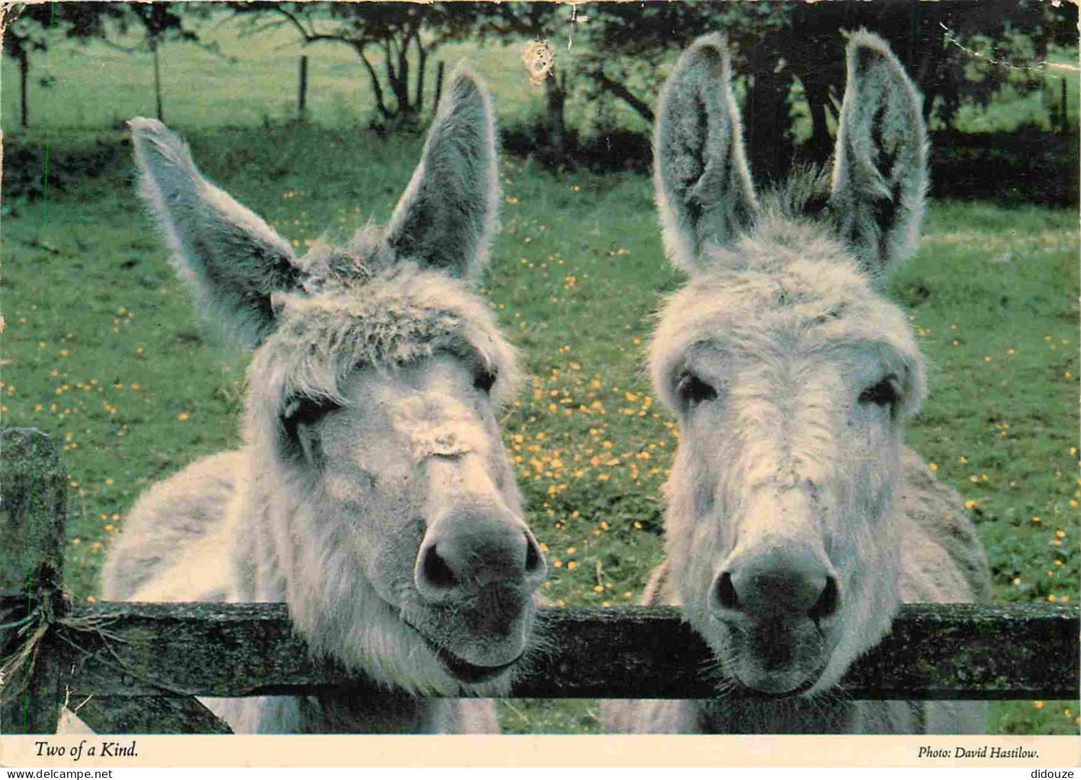 Animaux - Anes - Royaume Uni - Angleterre - England - UK - United Kingdom - Two Of A Kind - CPM - Voir Scans Recto-Verso - Esel