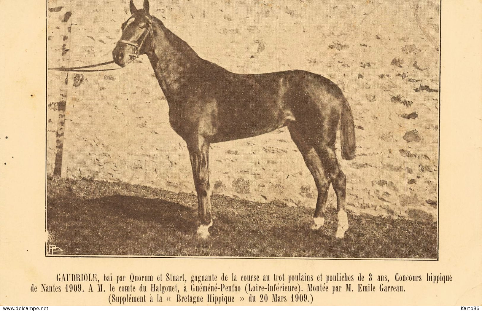 Hippisme * Cheval GAUDRIOLE Bai Ganant Concours Nantes 1909 , à Le Comte Du Ahlgouet Guémené Penfao * Hippique - Guémené-Penfao