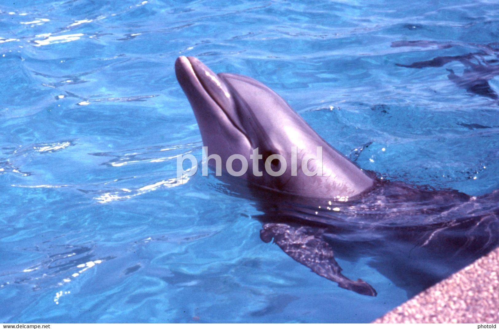 10 SLIDES SET 1984 DOLPHIN DELFINES MARINELAND MALLORCA ESPANA SPAIN AMATEUR 35mm SLIDE Not PHOTO No FOTO NB3957 - Diapositives (slides)