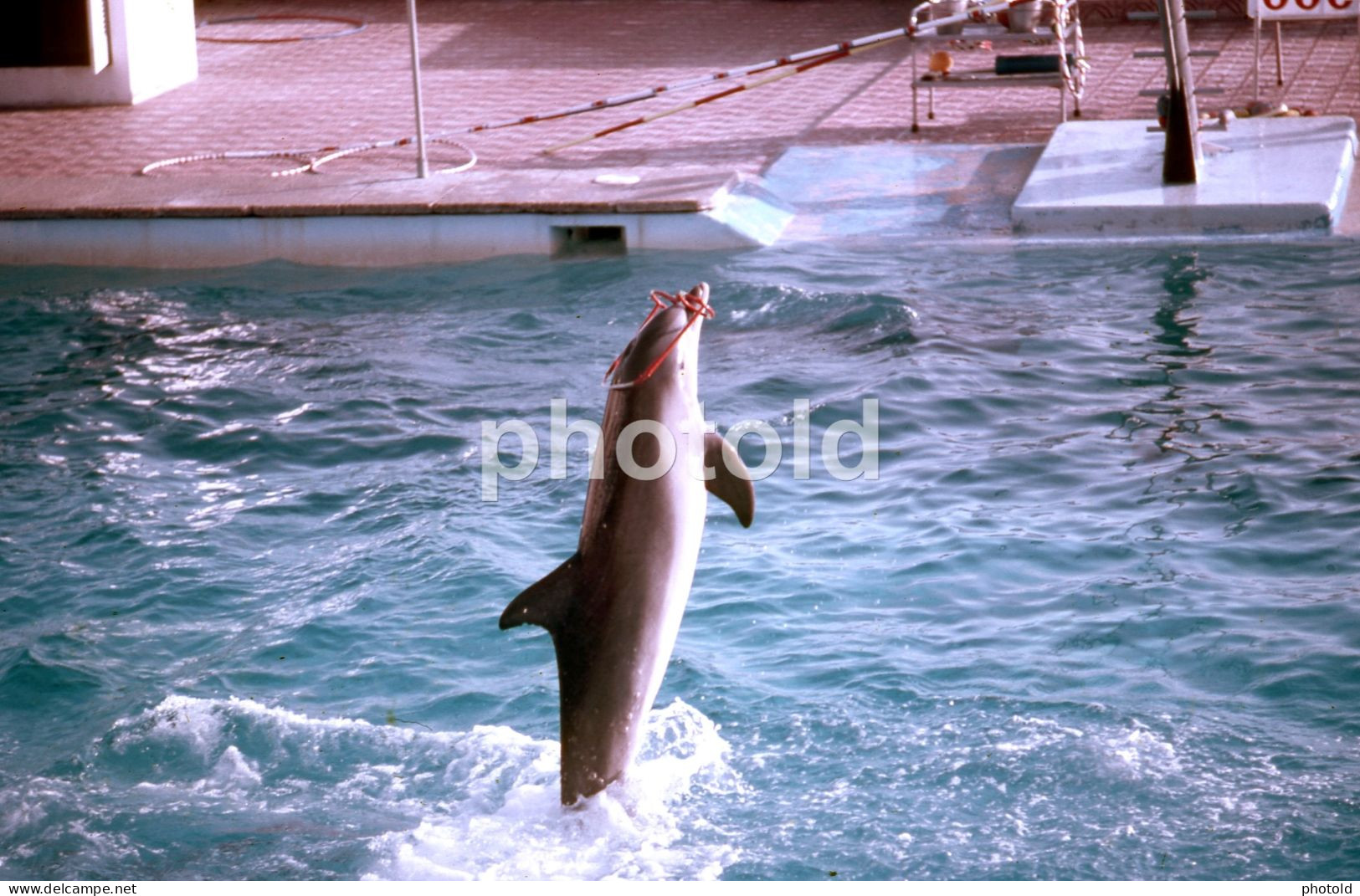 10 SLIDES SET 1984 DOLPHIN DELFINES MARINELAND MALLORCA ESPANA SPAIN AMATEUR 35mm SLIDE Not PHOTO No FOTO NB3957 - Diapositives