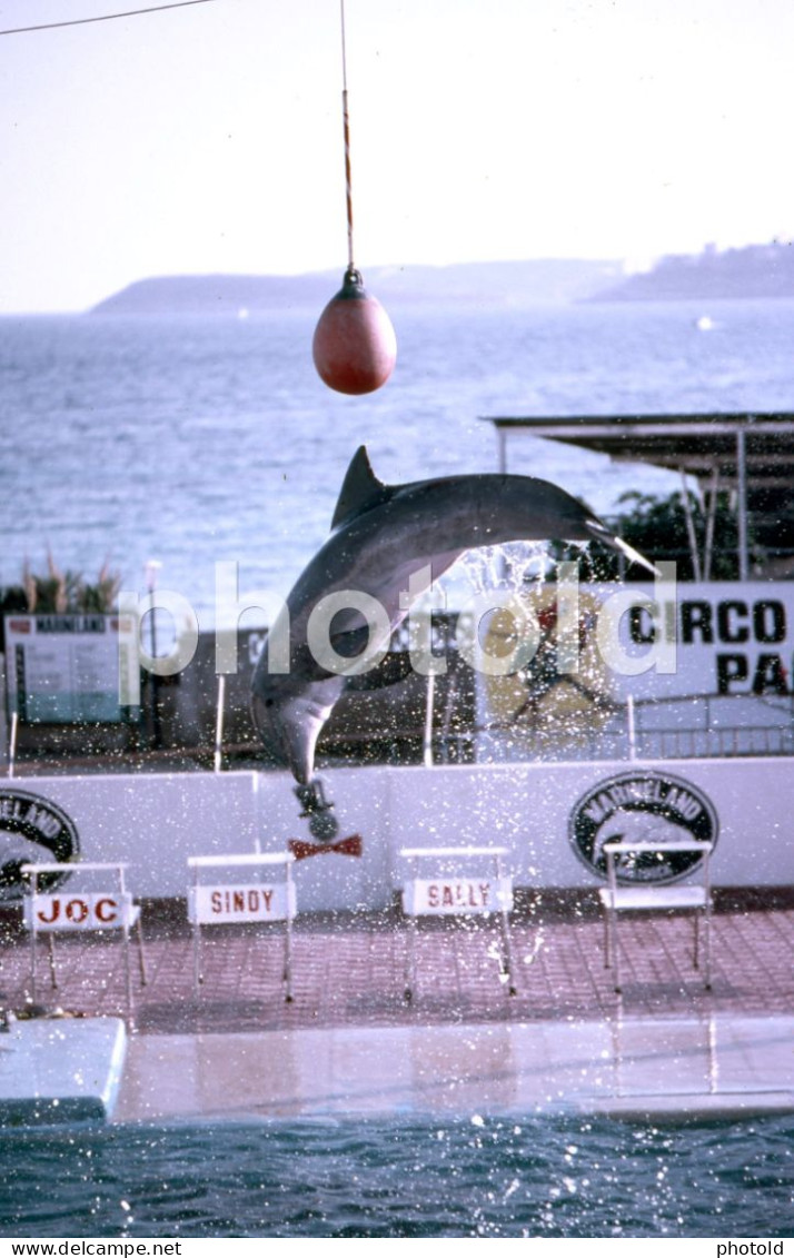 10 SLIDES SET 1984 DOLPHIN DELFINES MARINELAND MALLORCA ESPANA SPAIN AMATEUR 35mm SLIDE not PHOTO no FOTO NB3957