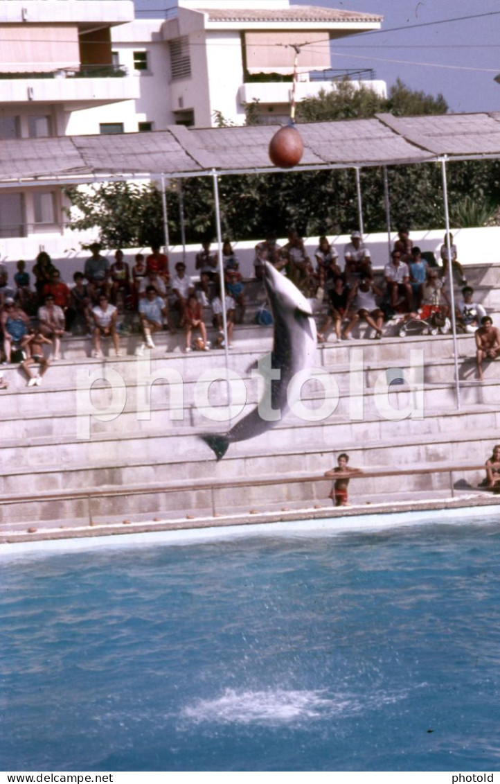 10 SLIDES SET 1984 DOLPHIN DELFINES MARINELAND MALLORCA ESPANA SPAIN AMATEUR 35mm SLIDE not PHOTO no FOTO NB3957