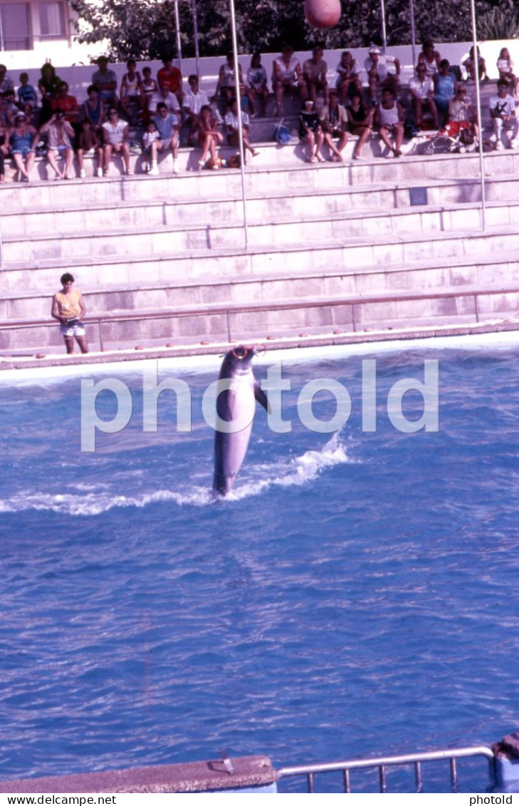 10 SLIDES SET 1984 DOLPHIN DELFINES MARINELAND MALLORCA ESPANA SPAIN AMATEUR 35mm SLIDE not PHOTO no FOTO NB3957