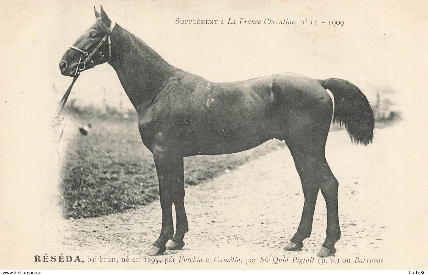 Hippisme * La France Chevaline N°14 1909 * Concours Centrale Hippique * Cheval RESEDA Bai Brun - Reitsport